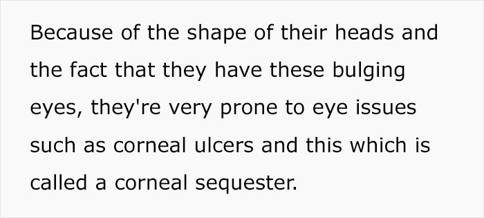 Veterinary Surgeon Reveals Cat And Dog Breeds He'd Never Buy And Explains Why Veterinary Surgeon Reveals Cat And Dog Breeds He'd Never Buy And Explains Why