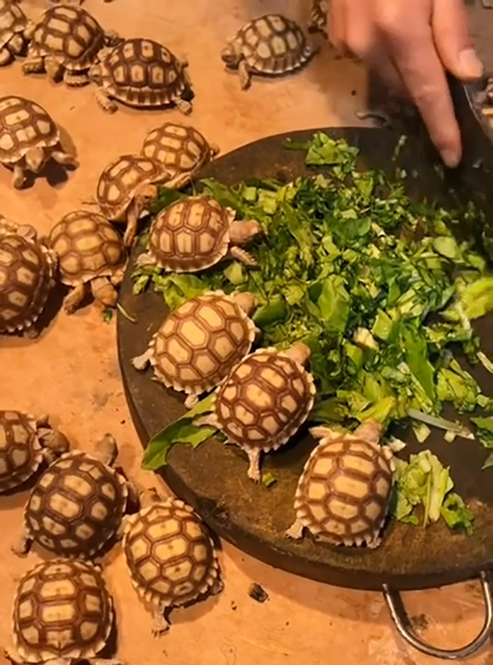 The Shell Of A Turtle Is Not An Exoskeleton, As Some People Mistakenly Assert. The Shell Is A Modified Ribcage And Part Of The Vertebral Column. It Cannot Be "Taken Off" (As Cartoons Would Lead Us To Believe) Anymore Than You Could "Take Off" Your Spine And Ribs