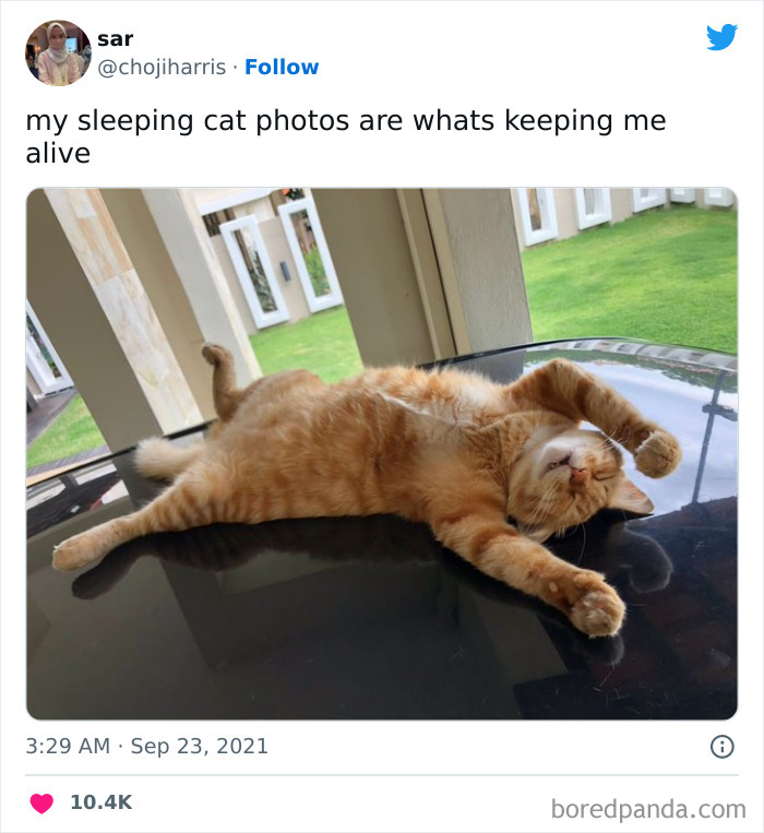 Relaxed Kitty. How Loveable