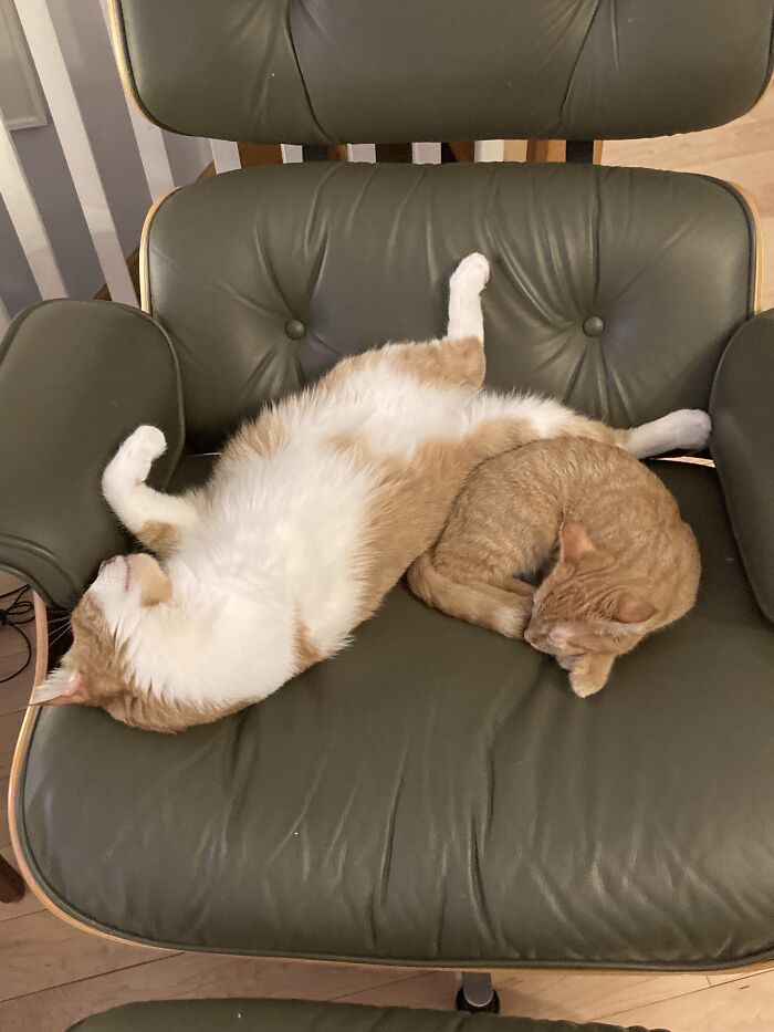 Ernie - Yes, He Only Has Three Legs, And Billie