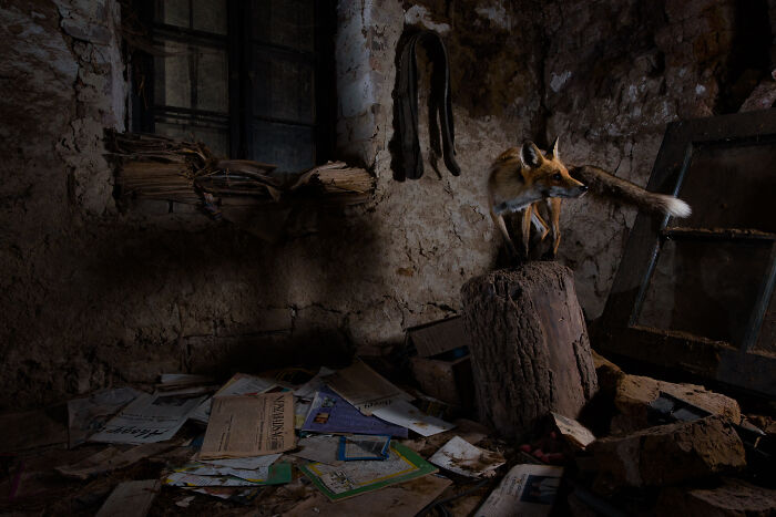 Roxy Posing In The Barn