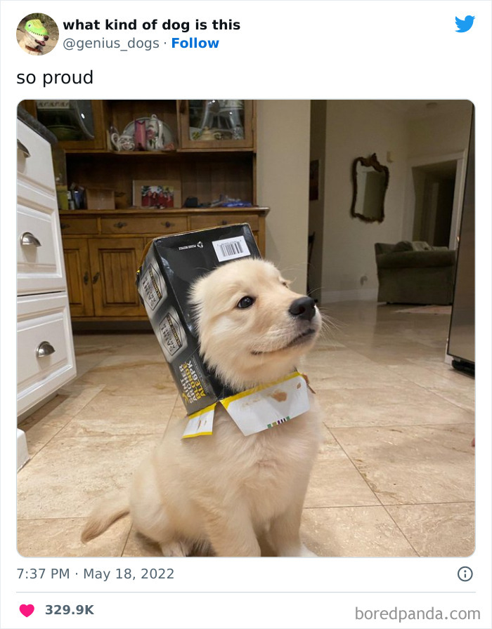 Goofy-Dogs-What-Kind-Of-Dog-Is-This