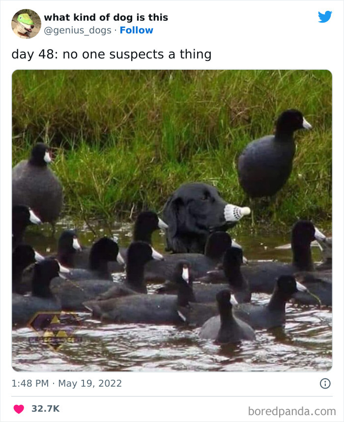 Goofy-Dogs-What-Kind-Of-Dog-Is-This