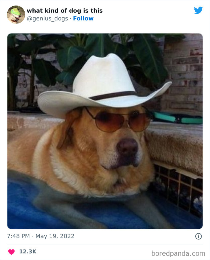 Goofy-Dogs-What-Kind-Of-Dog-Is-This