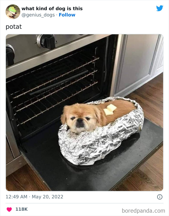 Goofy-Dogs-What-Kind-Of-Dog-Is-This