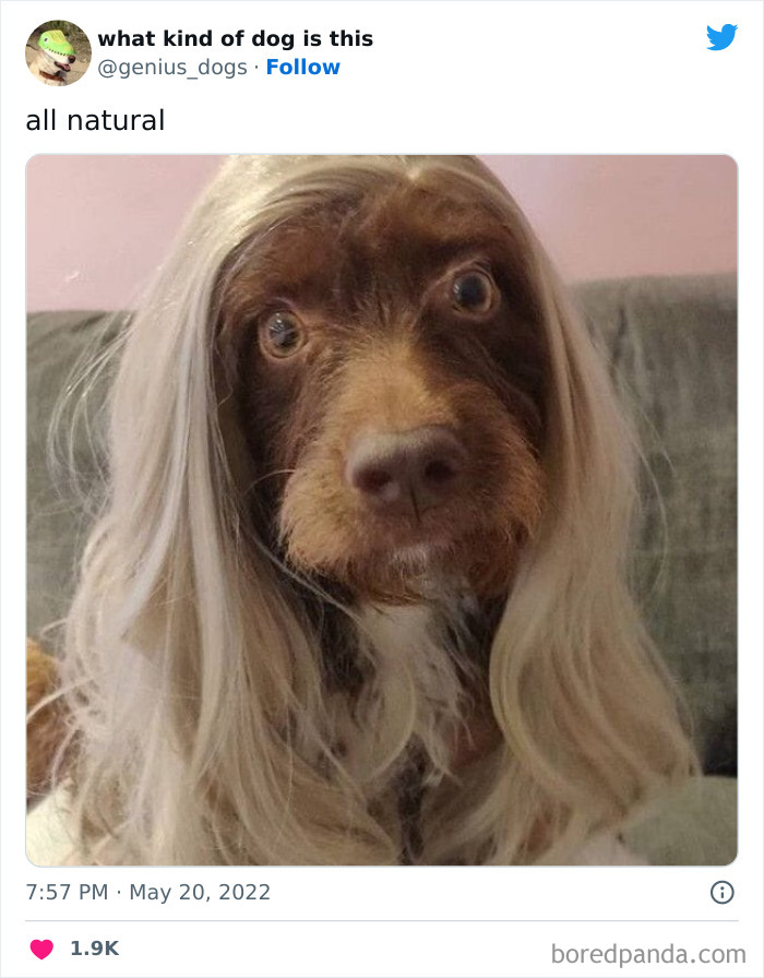 Goofy-Dogs-What-Kind-Of-Dog-Is-This