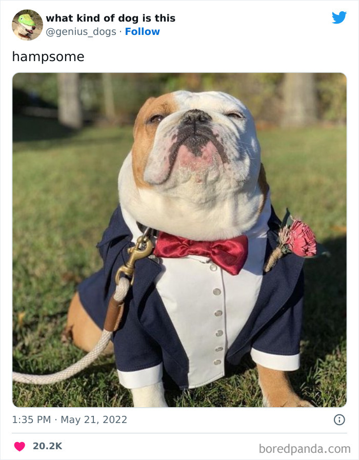 Goofy-Dogs-What-Kind-Of-Dog-Is-This