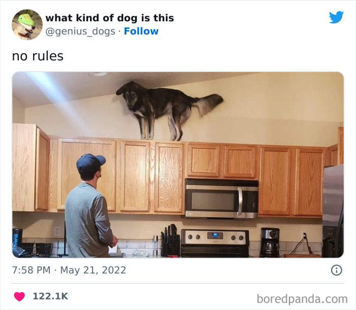 Goofy-Dogs-What-Kind-Of-Dog-Is-This