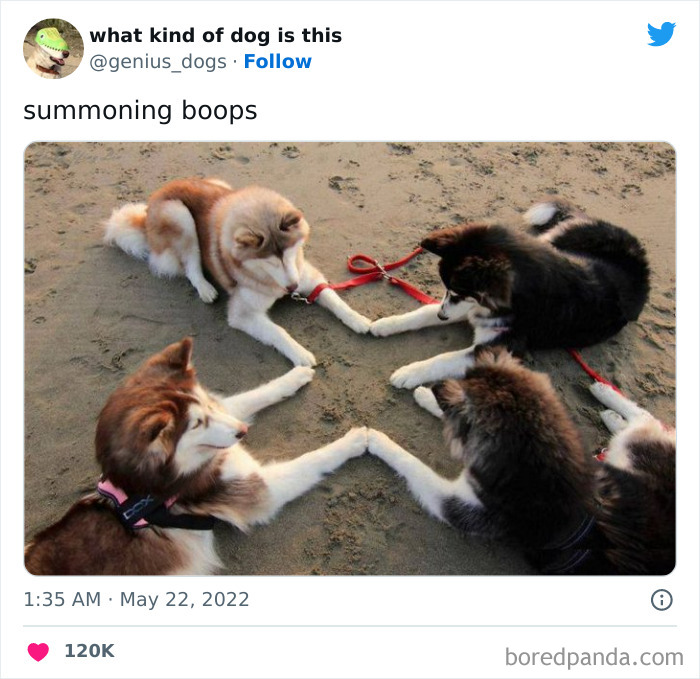 Goofy-Dogs-What-Kind-Of-Dog-Is-This