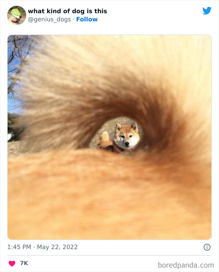 Goofy-Dogs-What-Kind-Of-Dog-Is-This