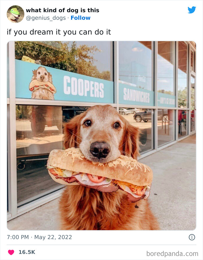 Goofy-Dogs-What-Kind-Of-Dog-Is-This