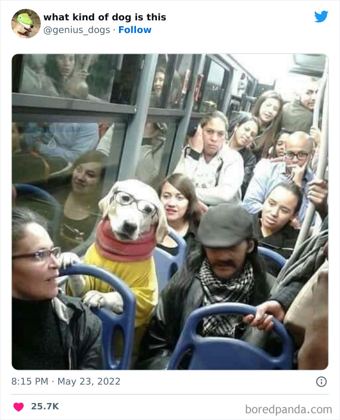 Goofy-Dogs-What-Kind-Of-Dog-Is-This