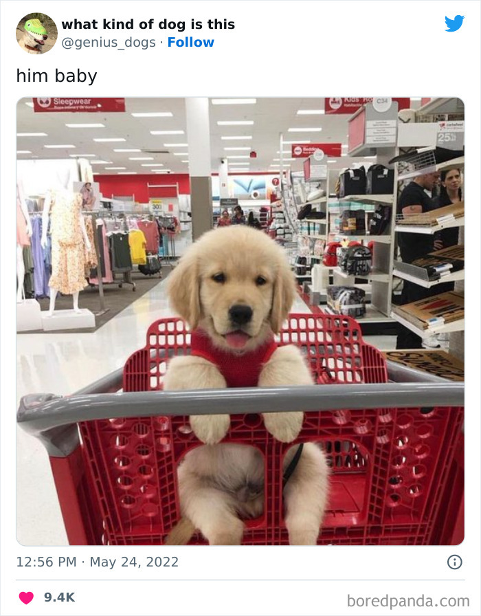 Goofy-Dogs-What-Kind-Of-Dog-Is-This