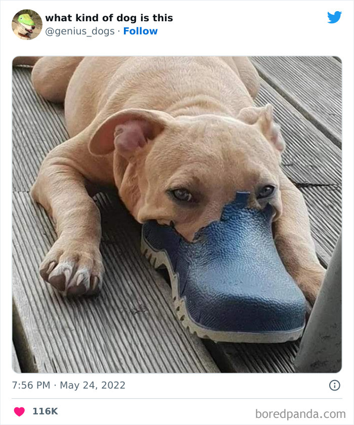 Goofy-Dogs-What-Kind-Of-Dog-Is-This