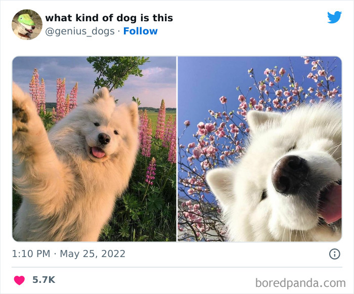 Goofy-Dogs-What-Kind-Of-Dog-Is-This