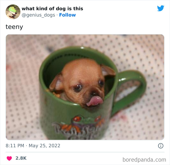 Goofy-Dogs-What-Kind-Of-Dog-Is-This