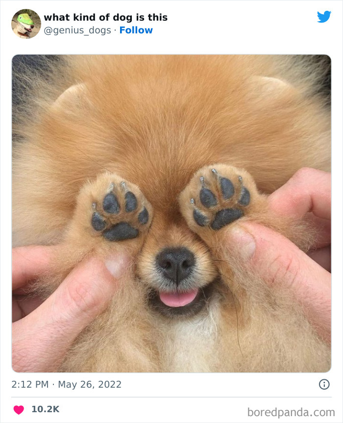 Goofy-Dogs-What-Kind-Of-Dog-Is-This