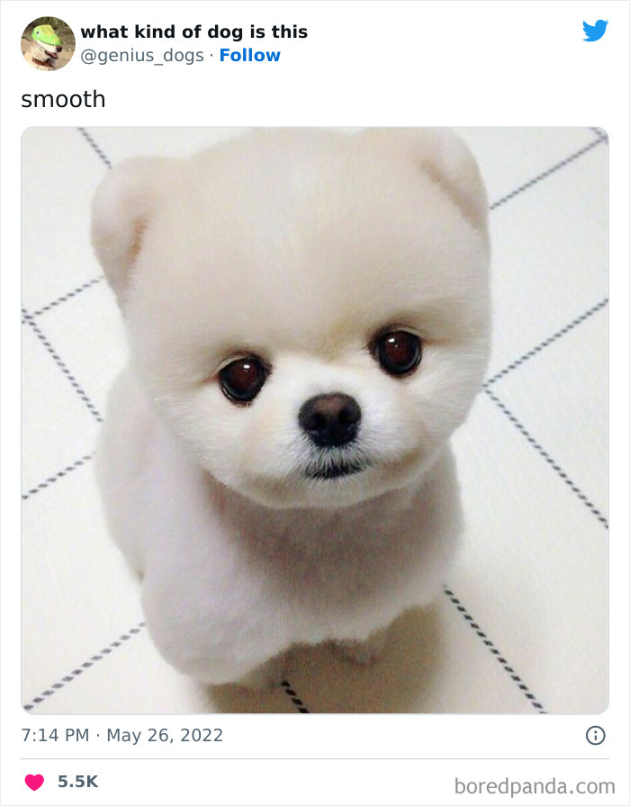 Goofy-Dogs-What-Kind-Of-Dog-Is-This