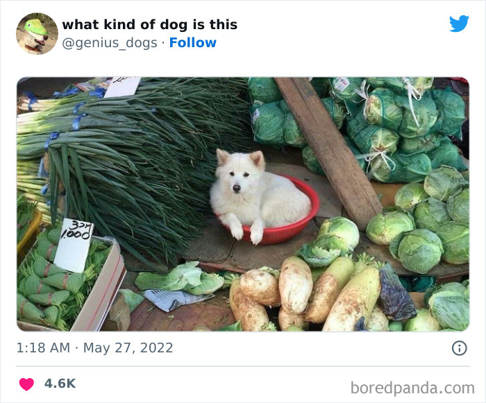 Goofy-Dogs-What-Kind-Of-Dog-Is-This