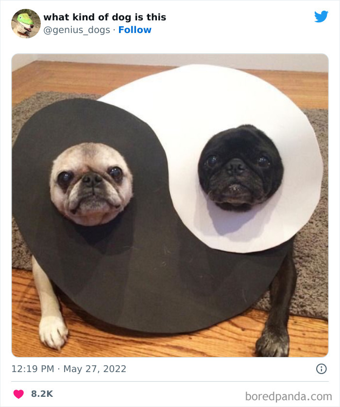 Goofy-Dogs-What-Kind-Of-Dog-Is-This