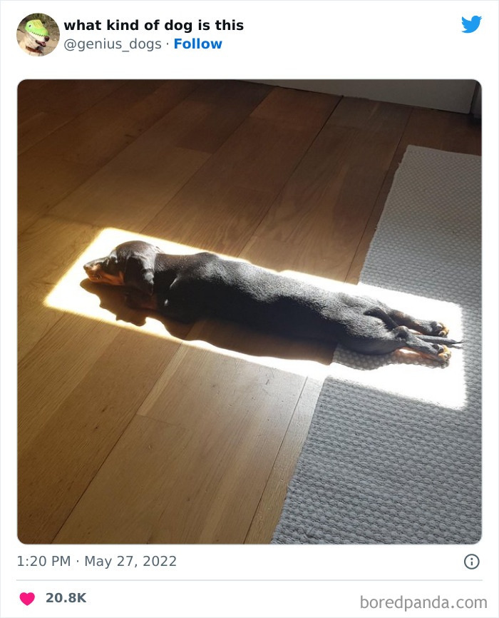 Goofy-Dogs-What-Kind-Of-Dog-Is-This