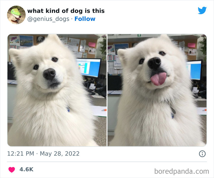 Goofy-Dogs-What-Kind-Of-Dog-Is-This