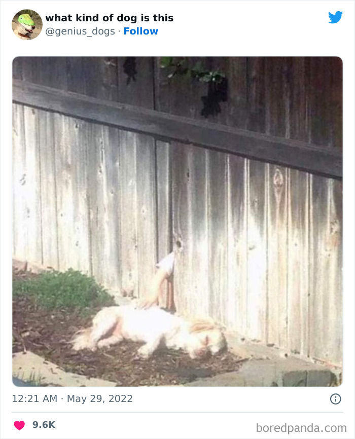 Goofy-Dogs-What-Kind-Of-Dog-Is-This