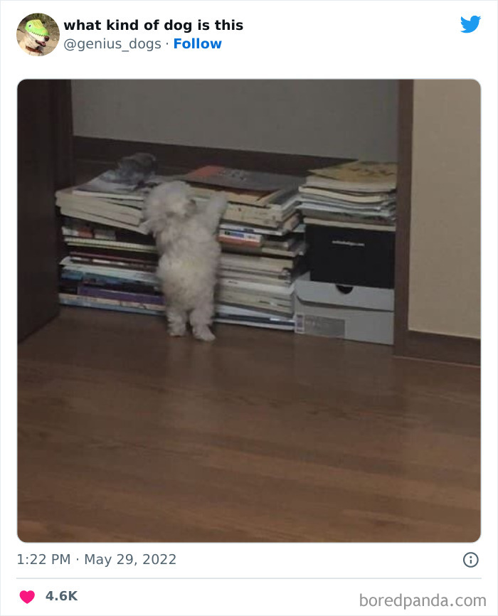 Goofy-Dogs-What-Kind-Of-Dog-Is-This