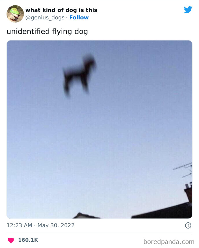 Goofy-Dogs-What-Kind-Of-Dog-Is-This