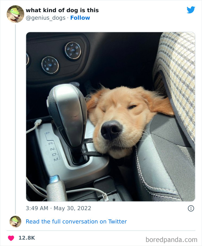 Goofy-Dogs-What-Kind-Of-Dog-Is-This