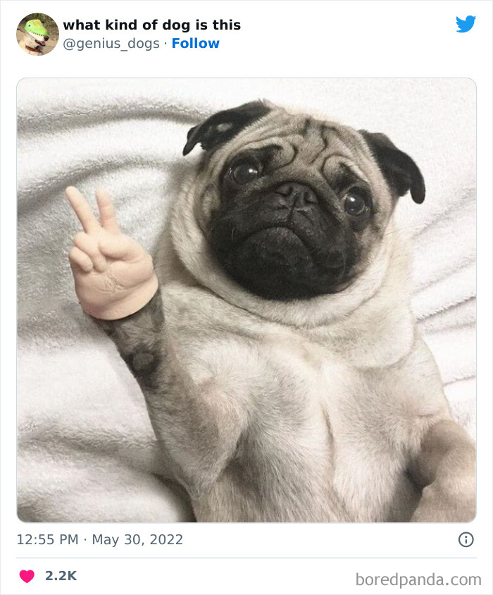 Goofy-Dogs-What-Kind-Of-Dog-Is-This