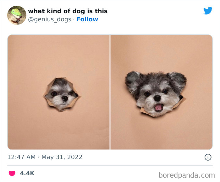 Goofy-Dogs-What-Kind-Of-Dog-Is-This