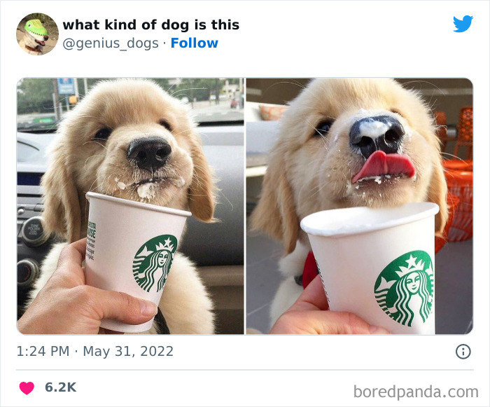 Goofy-Dogs-What-Kind-Of-Dog-Is-This