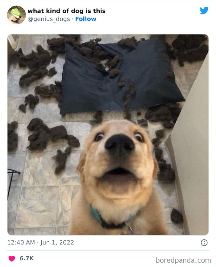 Goofy-Dogs-What-Kind-Of-Dog-Is-This