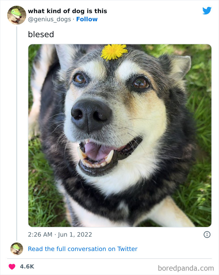 Goofy-Dogs-What-Kind-Of-Dog-Is-This