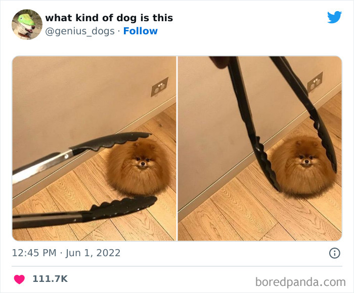 Goofy-Dogs-What-Kind-Of-Dog-Is-This