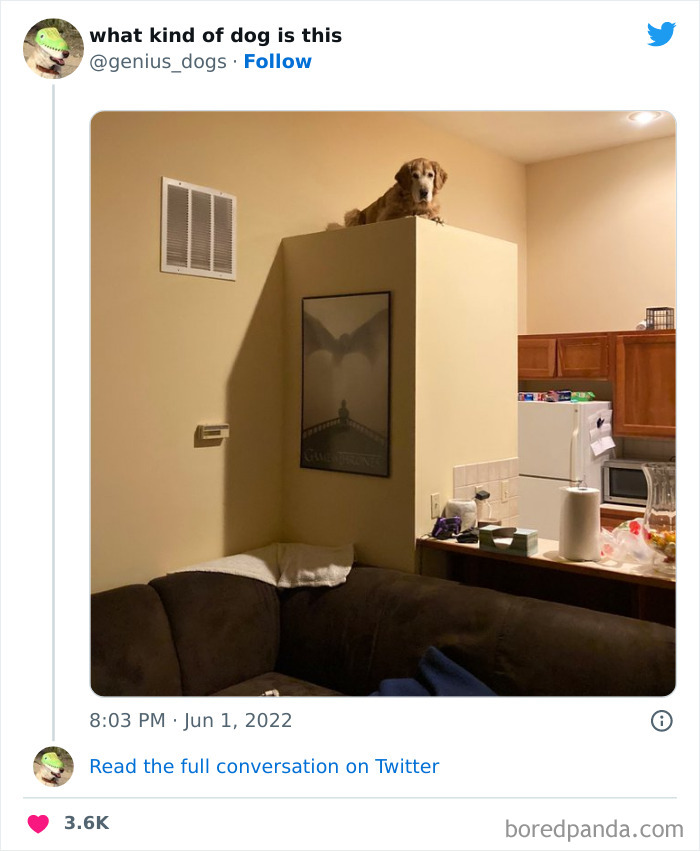 Goofy-Dogs-What-Kind-Of-Dog-Is-This