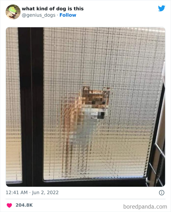 Goofy-Dogs-What-Kind-Of-Dog-Is-This