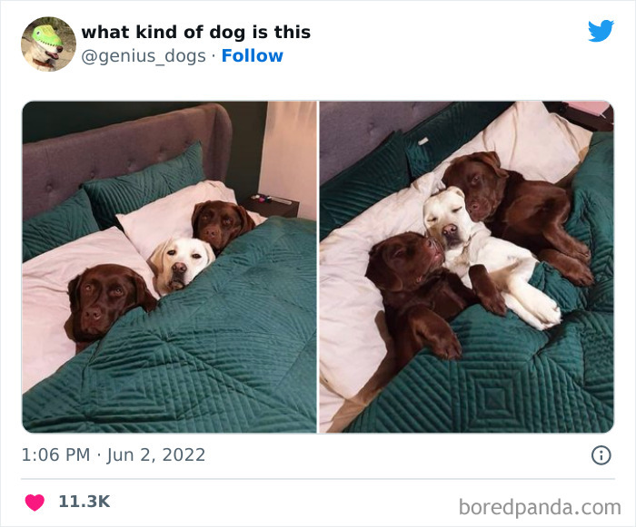 Goofy-Dogs-What-Kind-Of-Dog-Is-This