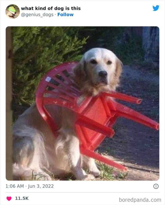 Goofy-Dogs-What-Kind-Of-Dog-Is-This