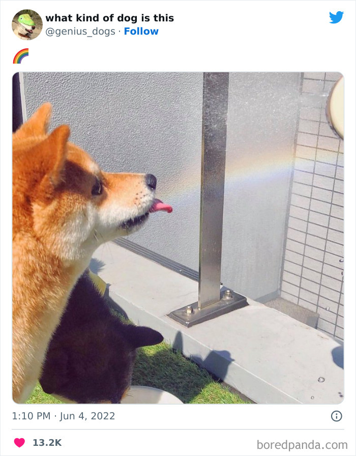 Goofy-Dogs-What-Kind-Of-Dog-Is-This