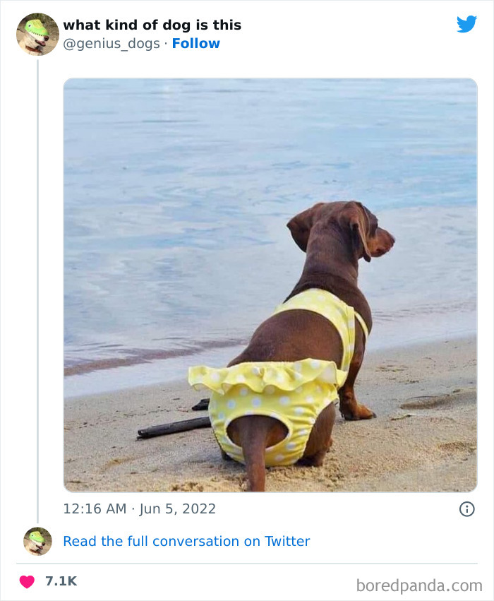 Goofy-Dogs-What-Kind-Of-Dog-Is-This