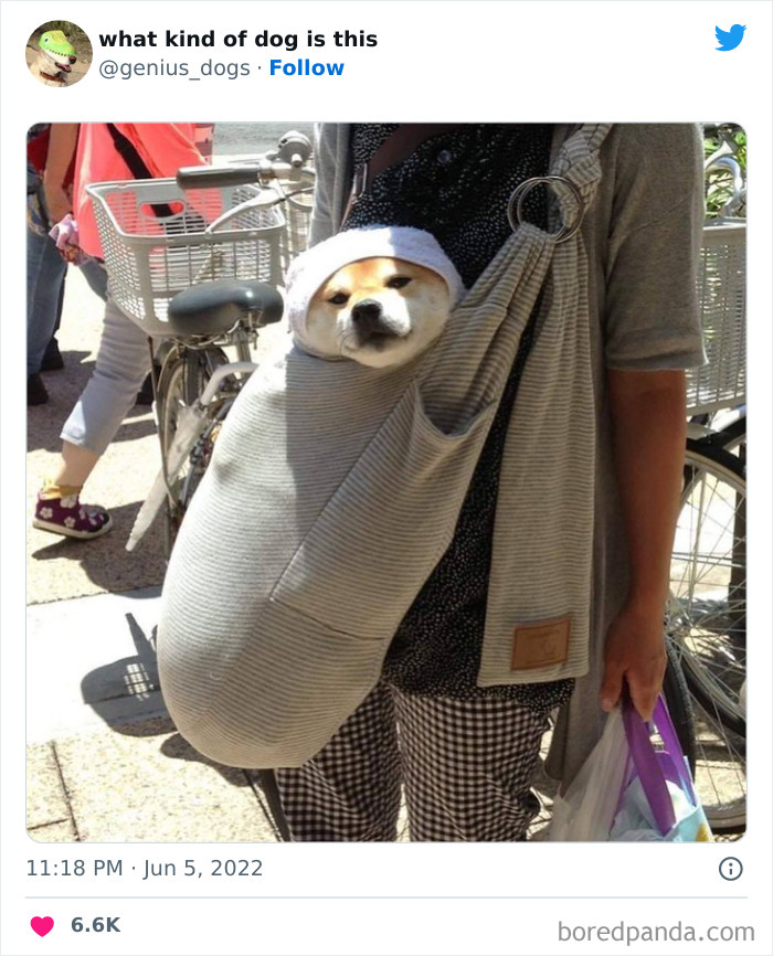 Goofy-Dogs-What-Kind-Of-Dog-Is-This