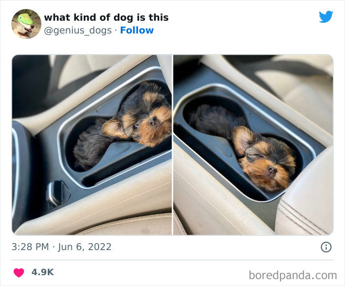 Goofy-Dogs-What-Kind-Of-Dog-Is-This