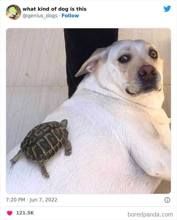 Goofy-Dogs-What-Kind-Of-Dog-Is-This