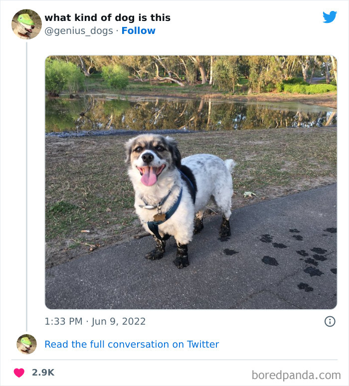 Goofy-Dogs-What-Kind-Of-Dog-Is-This