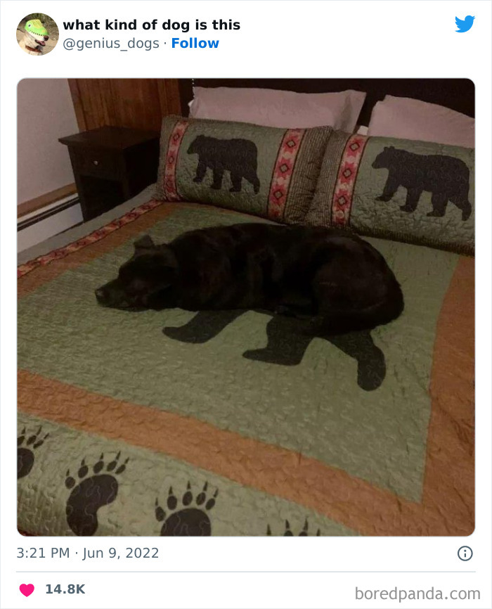 Goofy-Dogs-What-Kind-Of-Dog-Is-This