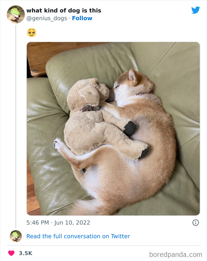 Goofy-Dogs-What-Kind-Of-Dog-Is-This