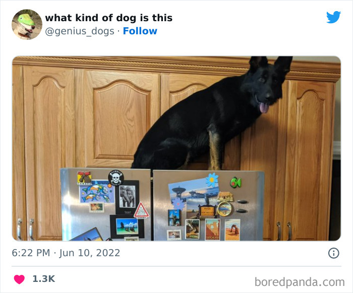 Goofy-Dogs-What-Kind-Of-Dog-Is-This