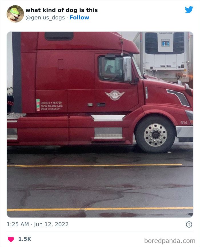 Goofy-Dogs-What-Kind-Of-Dog-Is-This